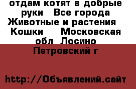 отдам котят в добрые руки - Все города Животные и растения » Кошки   . Московская обл.,Лосино-Петровский г.